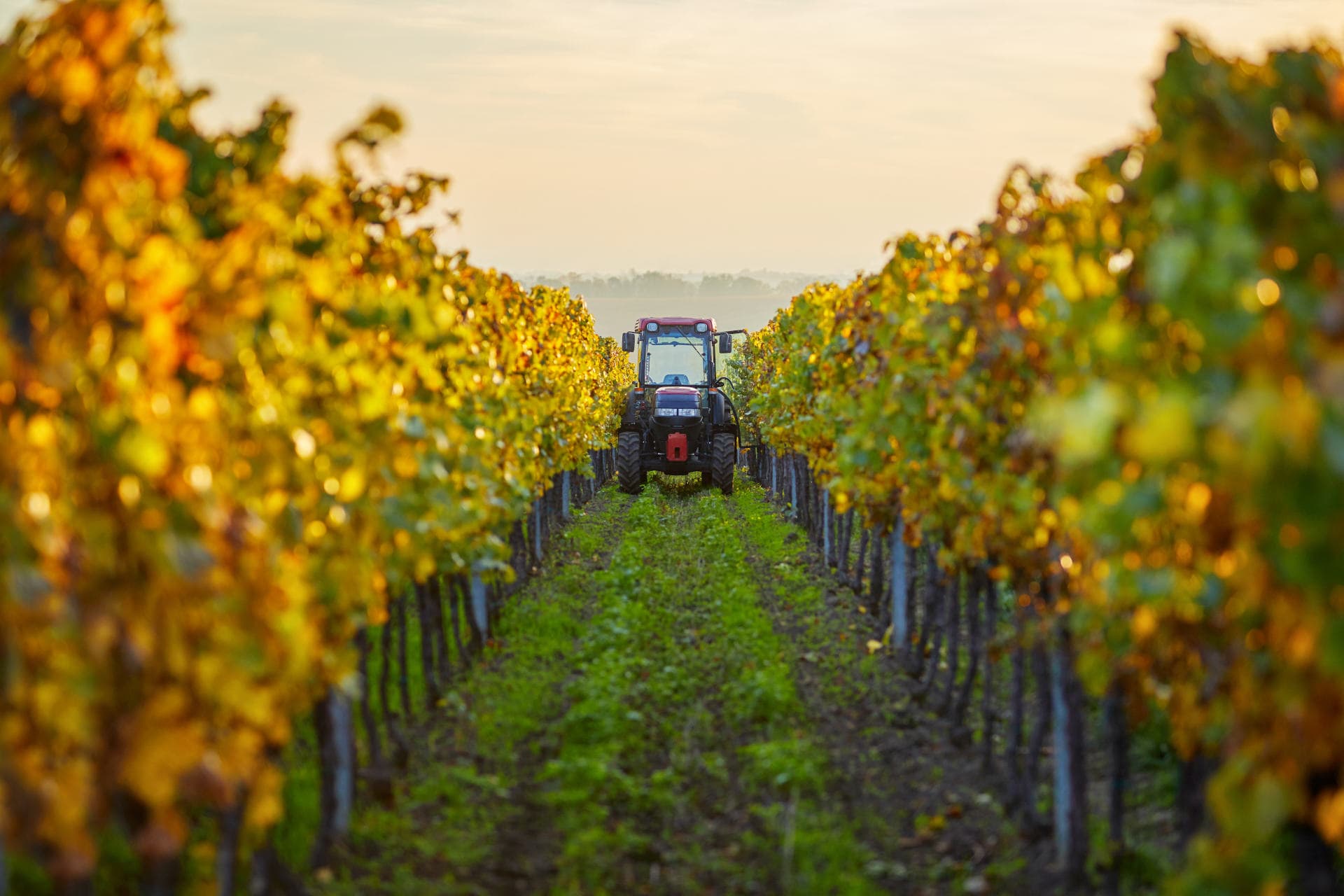 Winery tractor